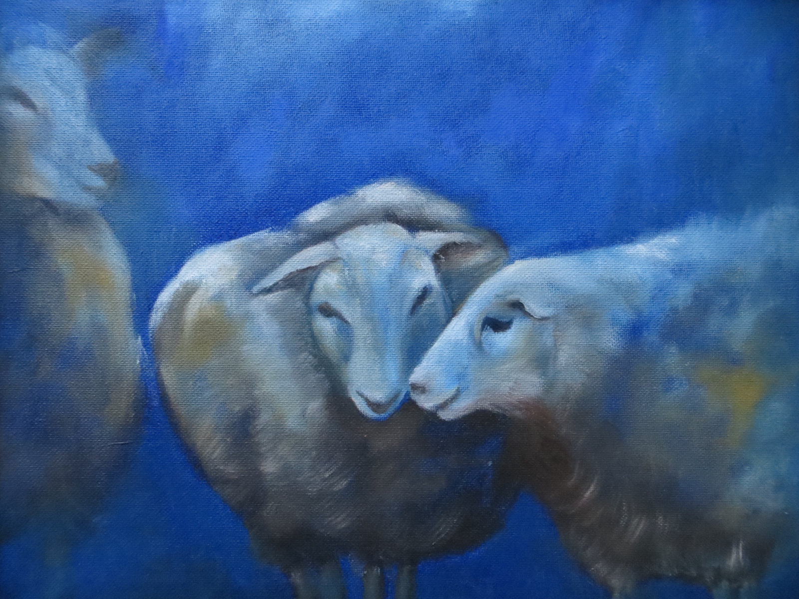 Schapenbleus 30X40